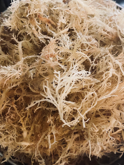Irish Sea Moss | Seamoss | Wildcrafted - 100% Natural, Makes 240+ oz of Sea  Moss Gel, from St. Lucia | 1 Pound - 16oz